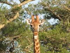Giraffa camelopardalis giraffa