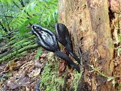 Geoglossum glabrum