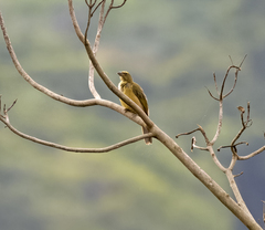 Saltator grandis