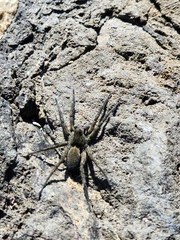 Pardosa lapidicina