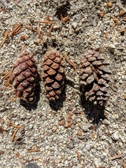 Pinus balfouriana austrina