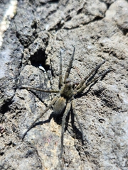 Pardosa lapidicina