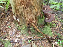 Geoglossum glabrum