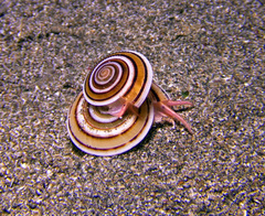 Architectonica modesta