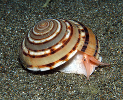 Architectonica modesta