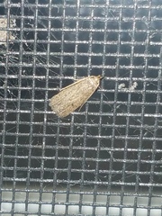 Psilocorsis reflexella