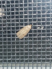 Psilocorsis reflexella