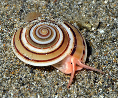 Architectonica modesta