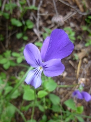 Viola munbyana
