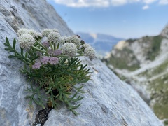 Seseli rigidum