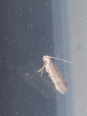 Pigritia