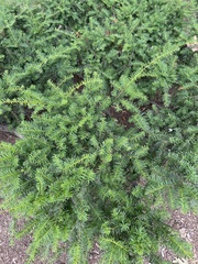 Taxus cuspidata