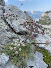 Seseli rigidum