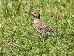 Colaptes auratus luteus
