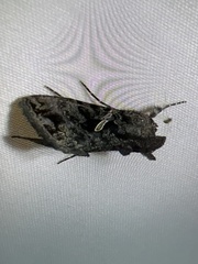 Ctenoplusia oxygramma