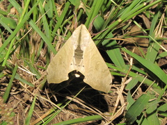 Pseudoclanis postica