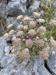 Seseli rigidum
