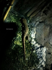 Hemidactylus frenatus