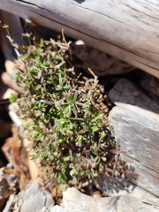 Galium trifidum