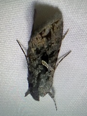 Ctenoplusia oxygramma