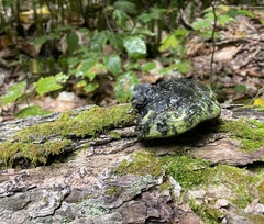 Lactarius atroviridis