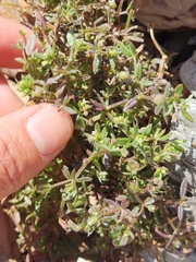 Galium trifidum