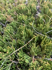 Juniperus horizontalis