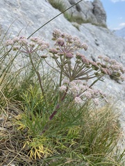 Seseli rigidum