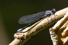 Argia emma