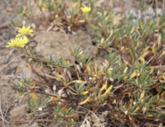 Eriogonum congdonii