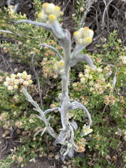 Pseudognaphalium stramineum