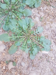 Brassicaceae