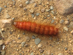 Tetralobus