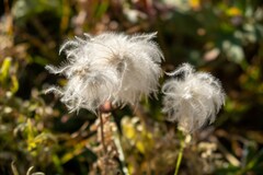 Clematis ligusticifolia