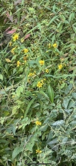 Bidens cernua