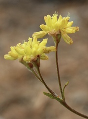 Eriogonum congdonii
