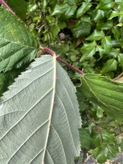 Rubus bifrons