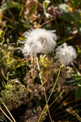 Clematis ligusticifolia