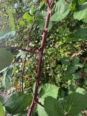 Rubus bifrons