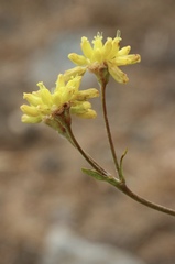 Eriogonum congdonii