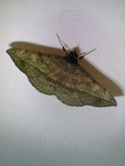 Anticarsia gemmatalis