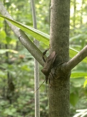 Acanthocephala terminalis