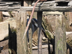 Ardea herodias