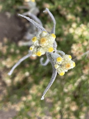 Pseudognaphalium stramineum