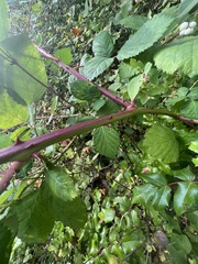 Rubus bifrons