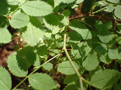 Rosa gymnocarpa