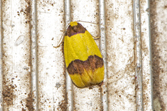 Heterallactis euchrysa