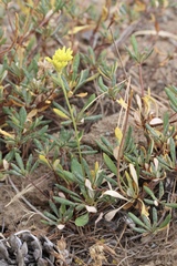 Eriogonum congdonii