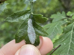 Phyllonorycter leucographella