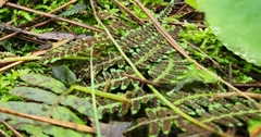 Athyrium angustum